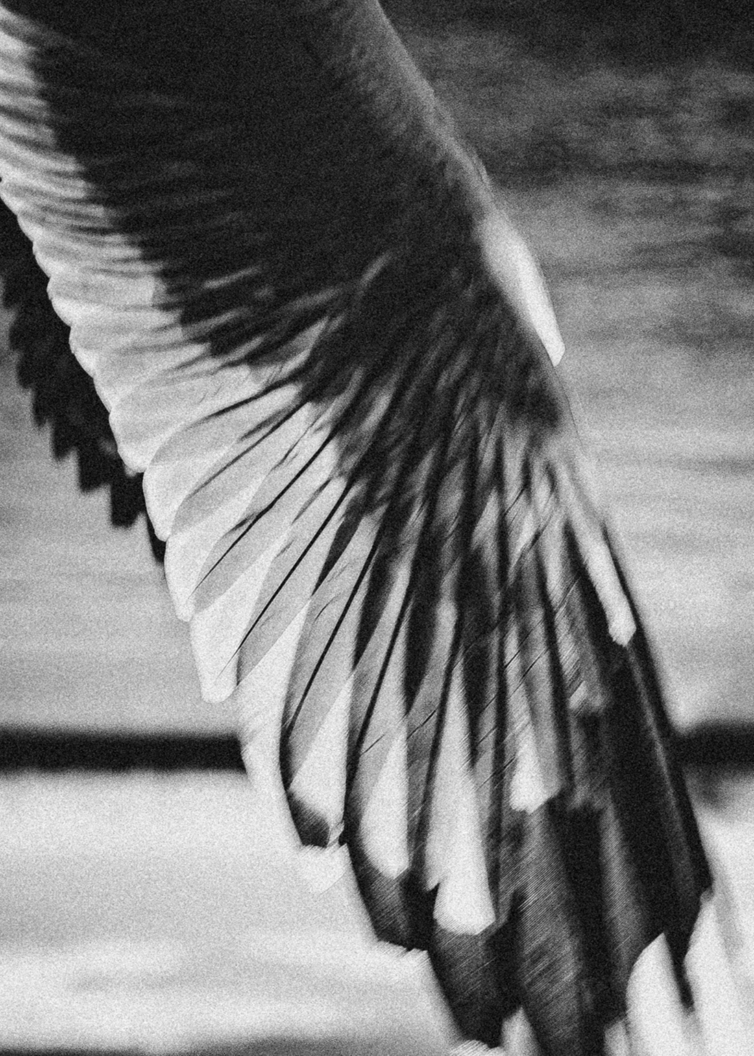 SUMMER NIGHTS | LUCID DREAMS